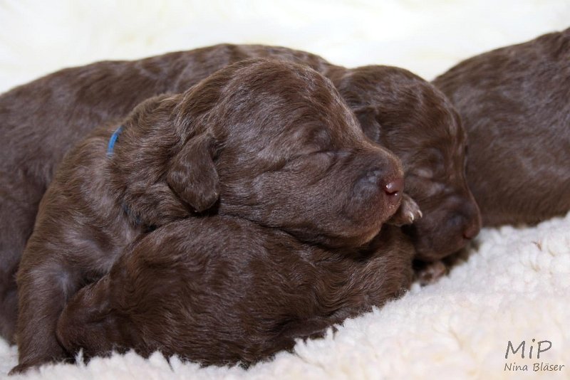 2011-05-07 Puppies Candy & Svet (26).jpg